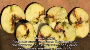 Плодожорка на яблоне: методы борьбы