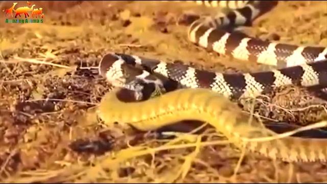Схватка гремучей змеи против королевской змеей! Офигеть / Редкие кадры смотреть онлайн