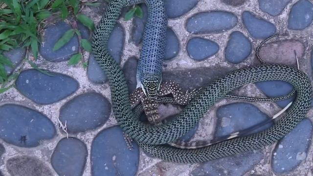Золотая древесная змея ест Варана после падения с дерева рядом со мной смотреть онлайн