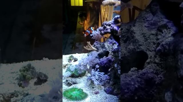 Морской аквариум, рыба клоун смотреть онлайн