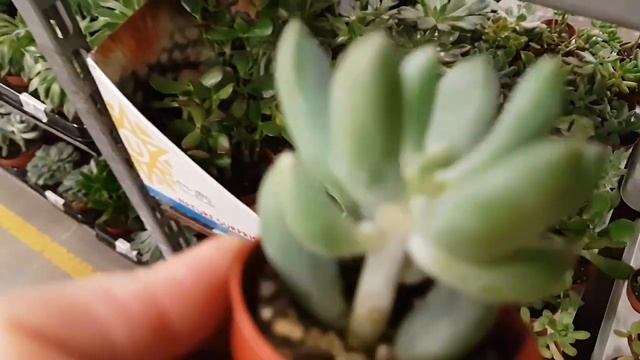 Суккуленты и новогодние композиции во флоралиуме, портулакария, астролоба смотреть онлайн