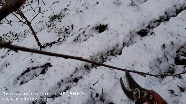 Обрезаем черешню 3-х лет смотреть онлайн