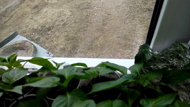 Готовимся к сезону. Про перец. Скоро будем сеять.