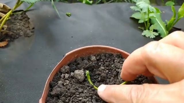 Размножение садовой земляники усами, при выращивании на черной ткани. смотреть онлайн