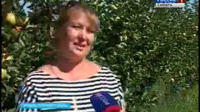 В садоводческих хозяйствах Самарской губернии начался сбор винограда и яблок смотреть онлайн