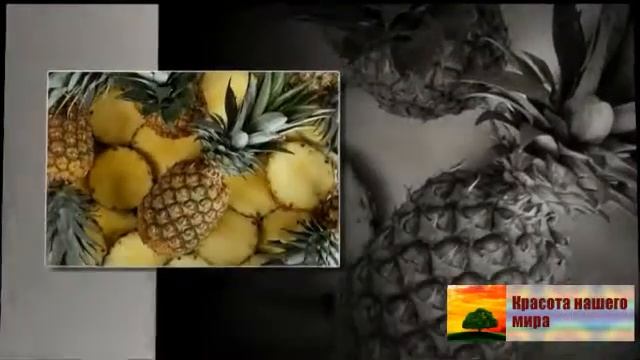 Домашний ананас Кто знает как готовить домашний ананас смотреть онлайн