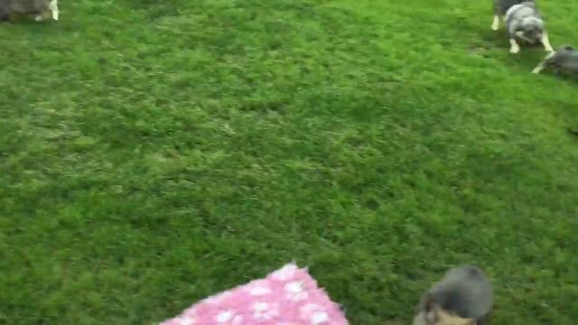 Swedish Vallhund/Västgötaspets смотреть онлайн