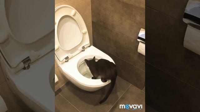 Как быстро приучить кошку к унитазу !Cat using a toilet! Easy and quick training смотреть онлайн