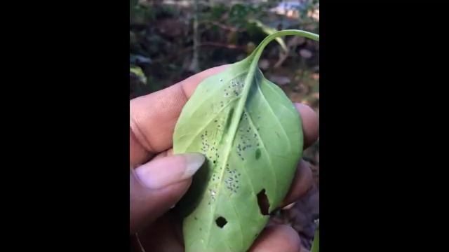 കൃഷിയില് ഉണ്ടാകുന്ന ഇലകുരുടിപ്പ് ഇല്ലാതാക്കാന് എന്തൊക്കെ ചെയ്യാം ? смотреть онлайн
