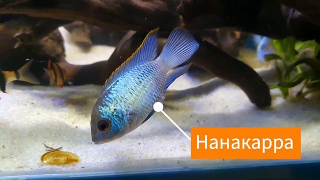 Классный маленький аквариум на 150 литров (попугай, цитрон, барбус, гурами, макрогнатус, нанакарра) смотреть онлайн