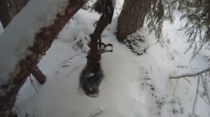 Разнообразная Добыча | Охота на Соболя