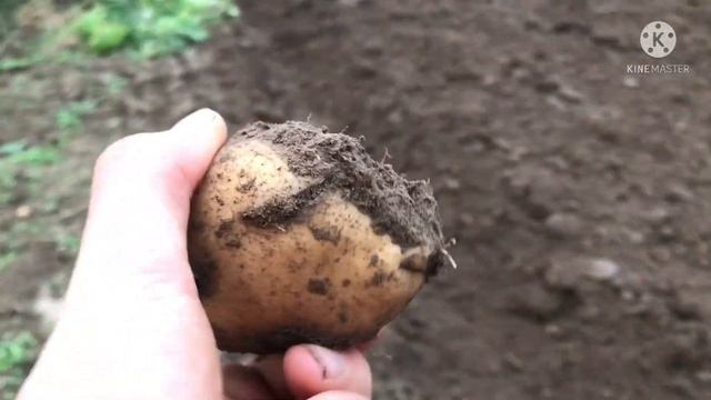 Старый конь борозды не портит! Т 40АМ смотреть онлайн