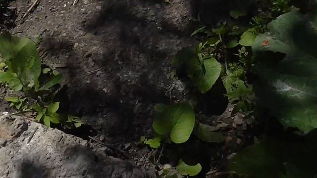 Дворовой Блокбастер - СПАСЕНИЕ ГУСЕНИЦЫ смотреть онлайн