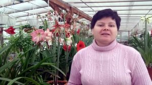 Трипс и мучнистый червец на гиппеаструмах.