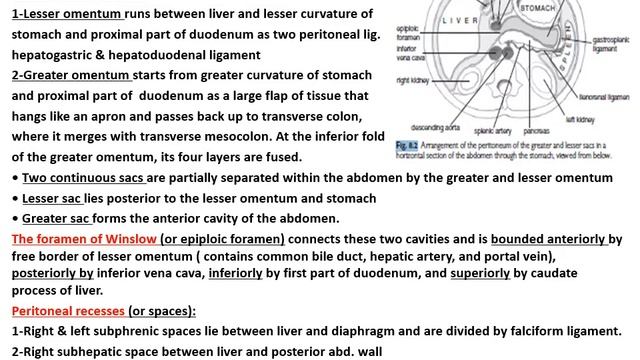 GIT anatomy Copy смотреть онлайн