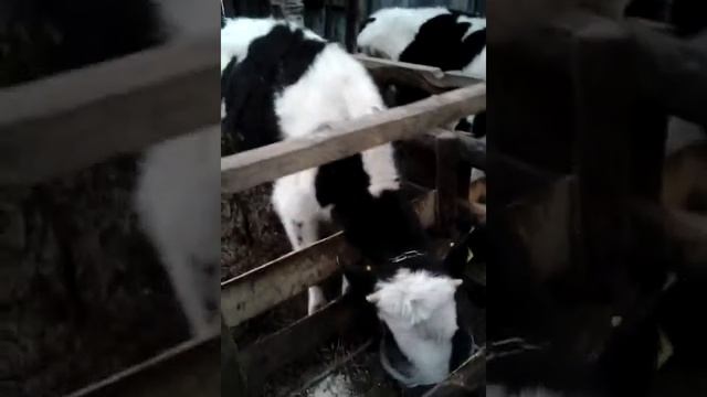 Откорм бычков.измерение веса в9 месяцев смотреть онлайн