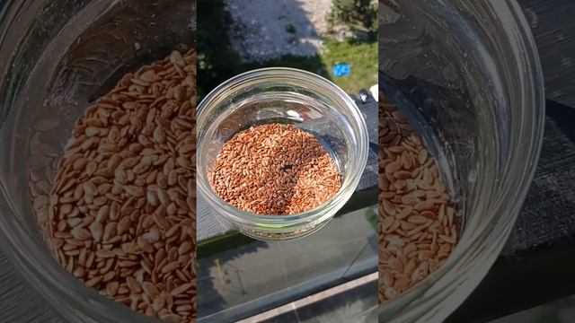 Семена льна - лучший источник Омега 3 ? смотреть онлайн