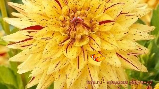 Георгина кактусовая Хай Пименто (dahlia cultorum) ? обзор: как сажать, рассада георгины Хай Пименто смотреть онлайн