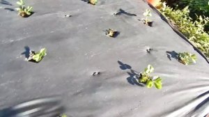 посадка клубники АЗИЯ