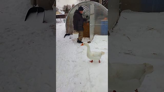 Подмосковная деревенька. Гуси решили продолжить яйцекладку. смотреть онлайн