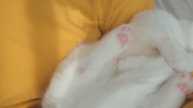 Munchkin Kitten Play Tail | British shorthair смотреть онлайн
