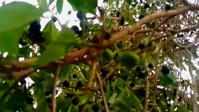 2nd part of java tree vlog _ commentated смотреть онлайн