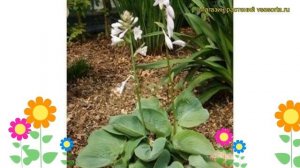 Хоста гибридная Ла Донна. Краткий обзор, описание характеристик hosta hybrida La Donna
