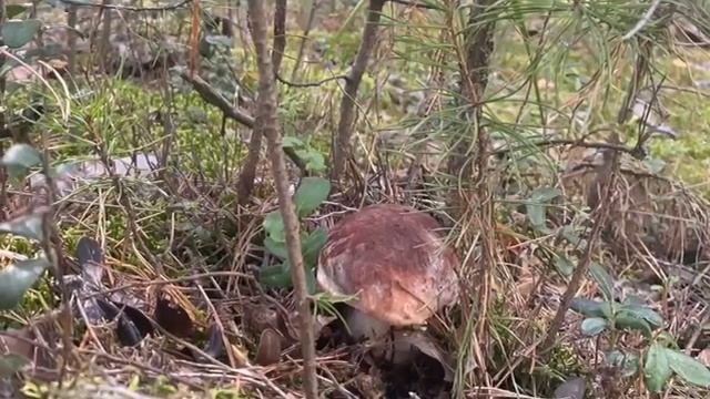 красота и дары родной природы смотреть онлайн