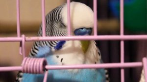 Что необходимо для волнистого попугая?