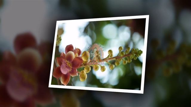 VAJRASATTVA 100 SYllABLE MANTRA -TINNA TINH смотреть онлайн