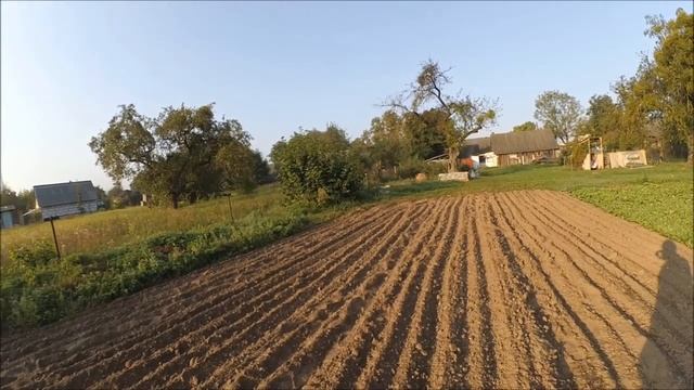 Сею сидераты после картошки. смотреть онлайн