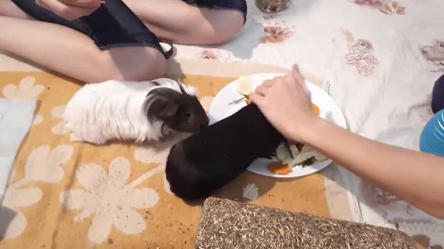 ЗНАКОМСТВО морских СВИНОВ самцов 1часть смотреть онлайн