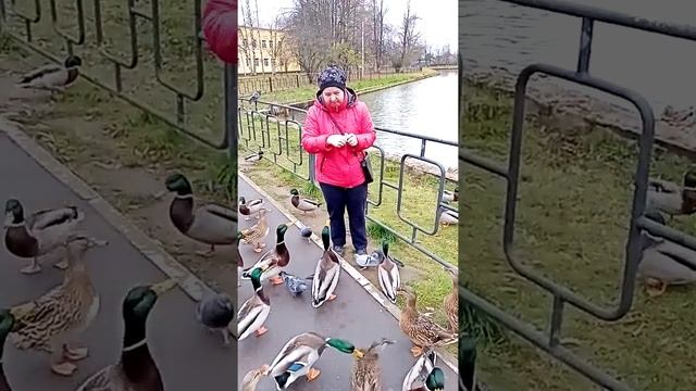 кормить уток смотреть онлайн