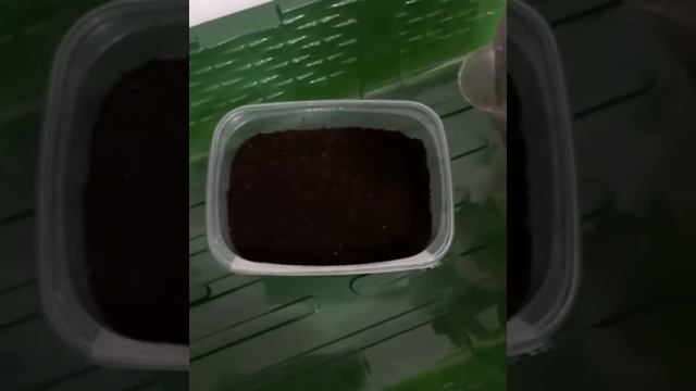 Петунии. Выращивание в домашних условиях