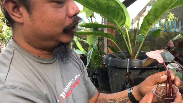 Cutting our Philodendron Pink Princess for propagations and repotting at Hannah's Lovely Garden смотреть онлайн