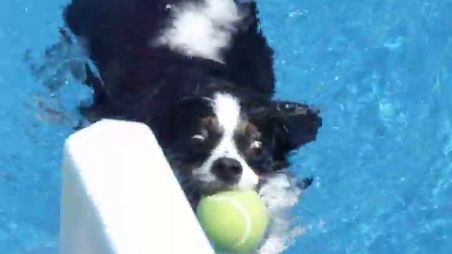Cavalier King Charles Spaniel--Water Dog! смотреть онлайн