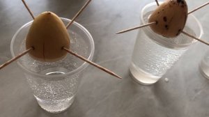 Как вырастить АВОКАДО из косточки. Подробный обзор от и до