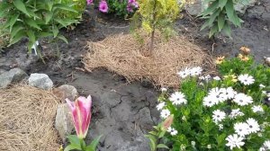 Лилии От гибрид