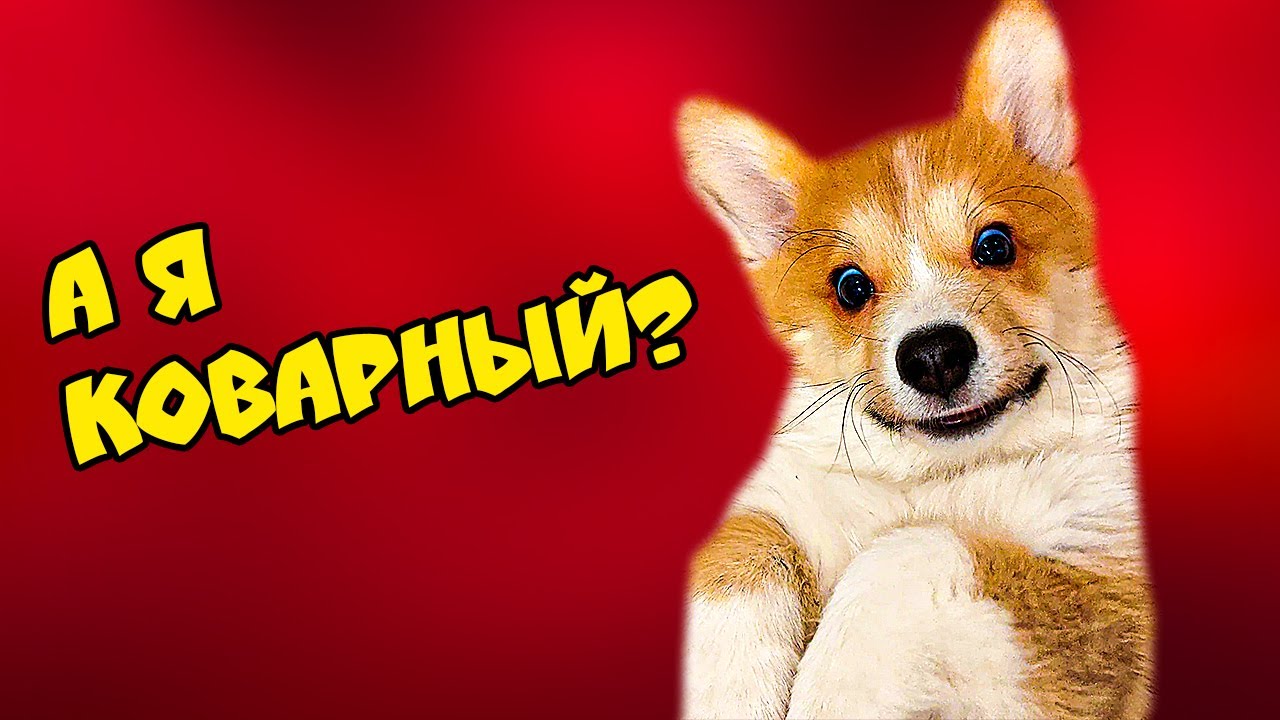 КОРГИ КОРЖИК! ВСЕ СЕРИИ ПОДРЯД. смотреть онлайн