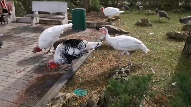 Тайган. кормим козочек, птичек и жирафа. осень 2020 смотреть онлайн