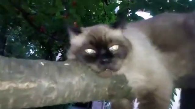 Невский Маскарадный"Бакс",отдыхает. смотреть онлайн