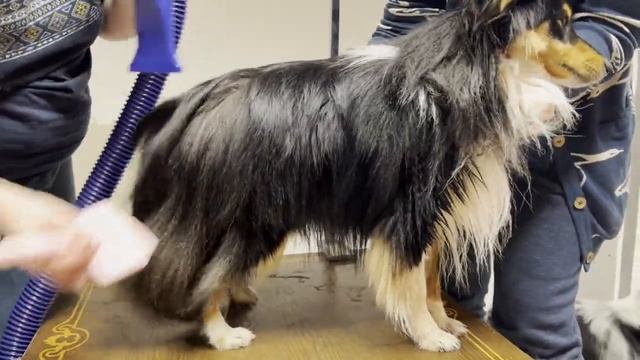 Уходовый Груминг шелти Руфуса