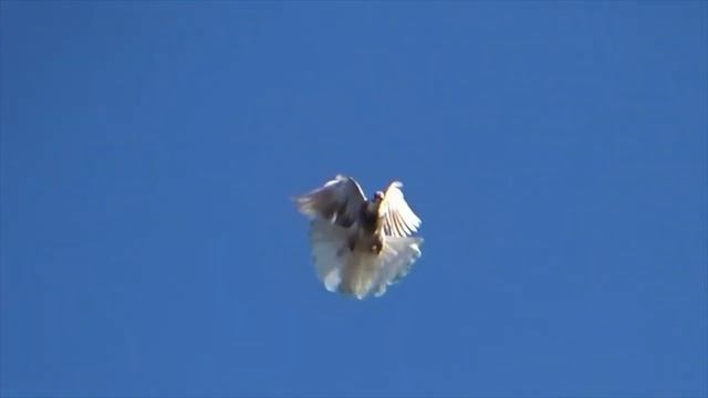 Голуби Брусовского Полигона 2021года. смотреть онлайн