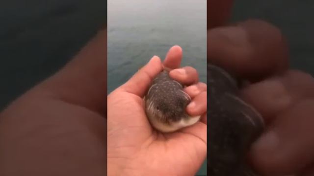 Рыба фугу надулась!!! смотреть онлайн