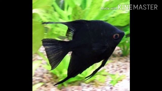 Скалярия обыкновенная! смотреть онлайн