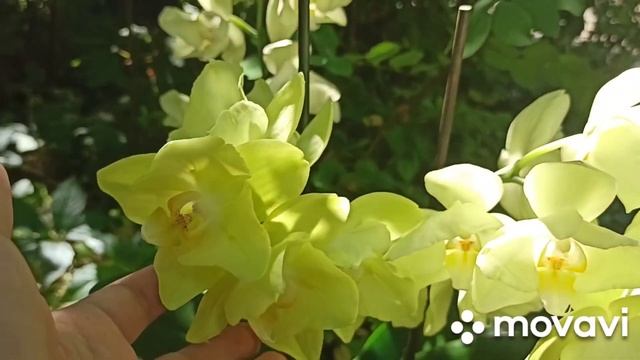 ОРХИДЕЯ МИНЬОН ?♂️БАБОЧКА!!!? ????♀️ смотреть онлайн