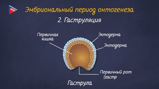 10 класс - Биология - Онтогенез. Индивидуальное развитие организмов смотреть онлайн