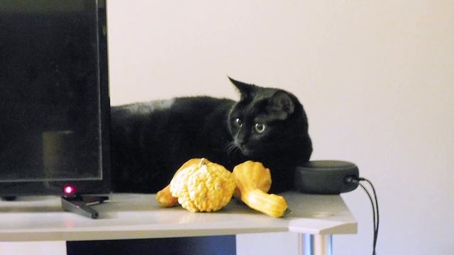 My Cat Tried to Sleep on Alexa as a Pillow смотреть онлайн