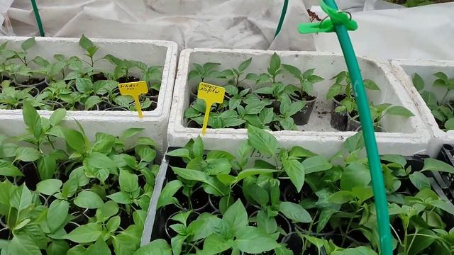 Рассада перца на продажу, Томилино. 5 мая 2022 смотреть онлайн