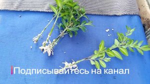 Самшит укоренился на 60% 5 черенков из 9 / чем подкормить самшит / как сажать самшит